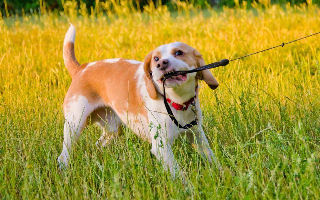 Βόλτα: 5 tips για να σταματήσει ο σκύλος να δαγκώνει το λουρί του